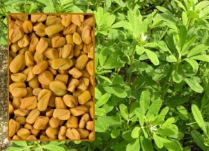 380_img1_fenugreek