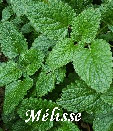 melisse_medium
